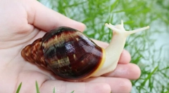 Ahather fulik albino, standard, ridicare, descriere, îngrijire și conținut